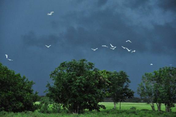 Centenas de pássaros de variadas espécies aproveitam a ventania trazida por uma tempestade para fazer suas revoadas, no Hato El Cedral, na região dos llanos, na Venezuela